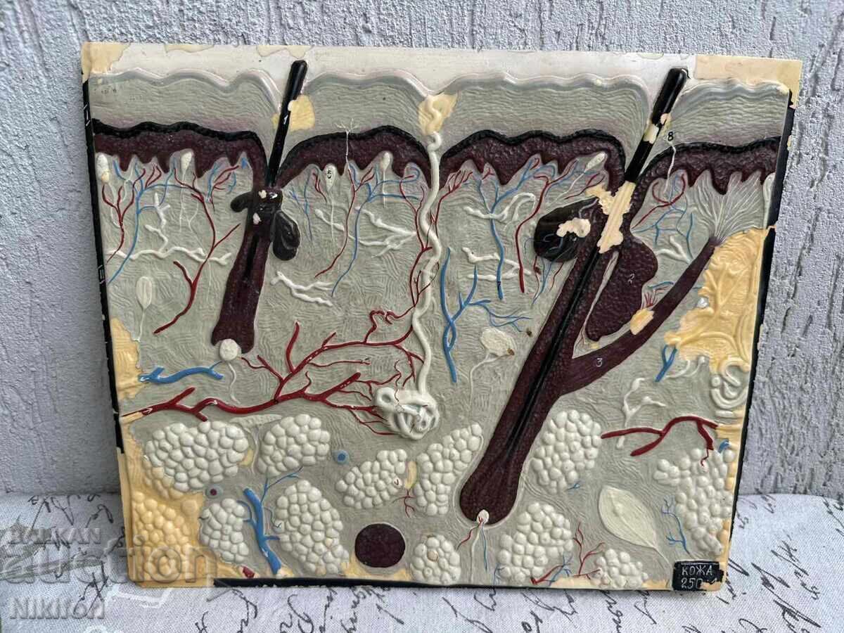 Modele de studiu social de biologie - 6