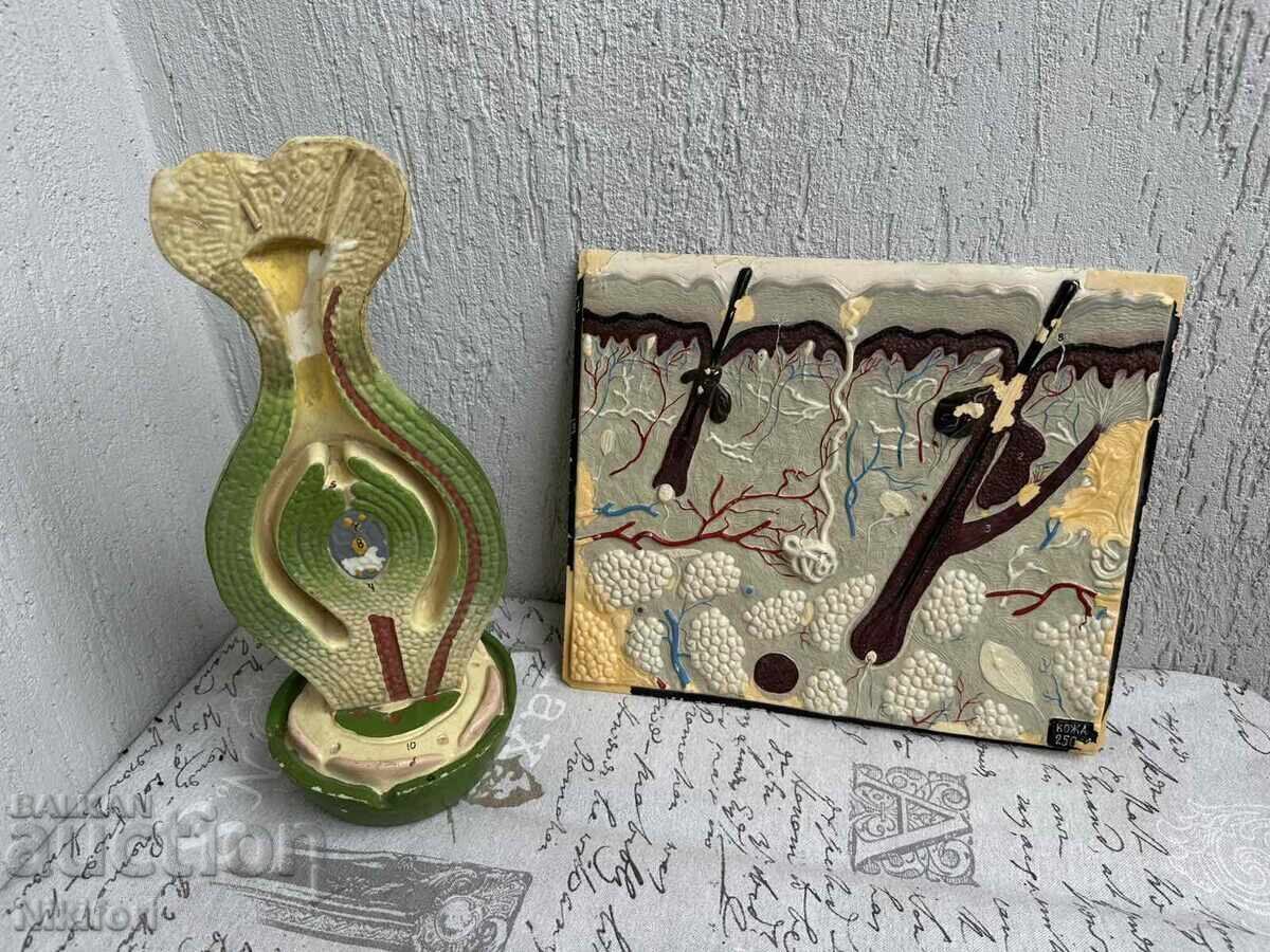 Social Educational Models for Biology