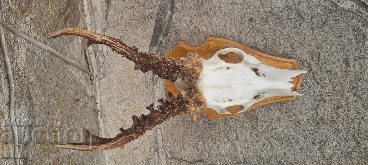 Τρόπαιο από σαρδανάκ με τιμή 55.00 BGN | € 28.12