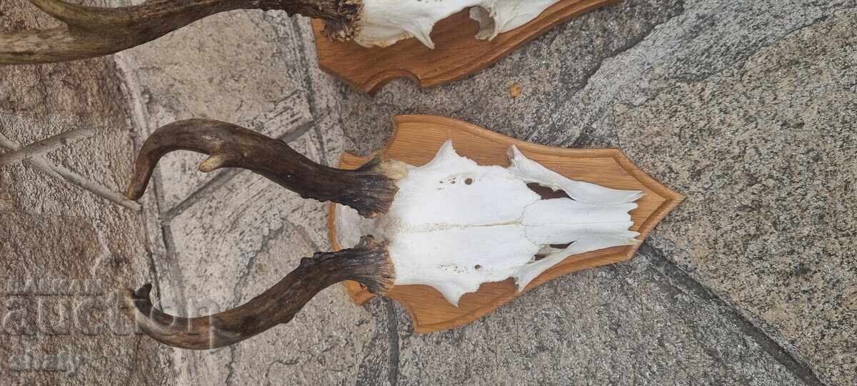 Δημοπρασία Τρόπαιο από σαρδανάκ