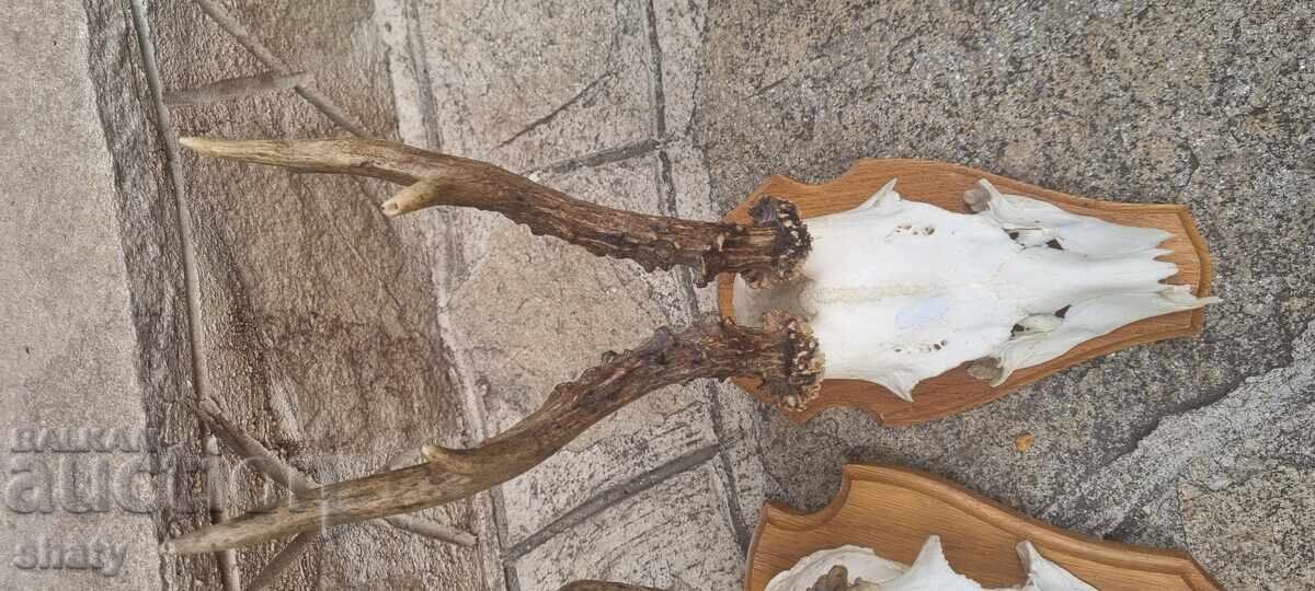 Παράδοση Τρόπαιο από σαρδανάκ