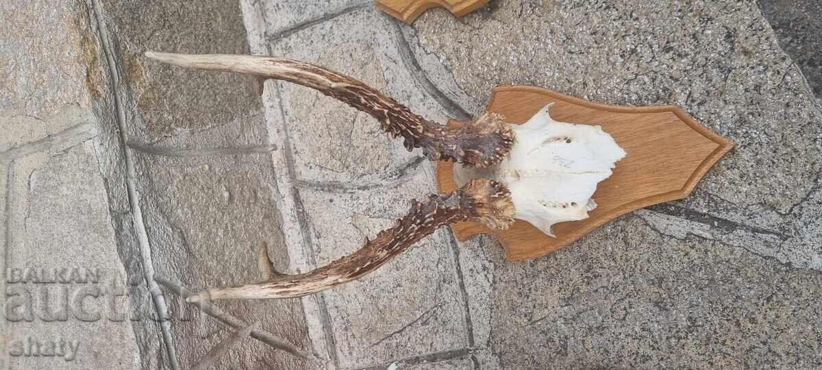 Τρόπαιο από σαρδανάκ - 5