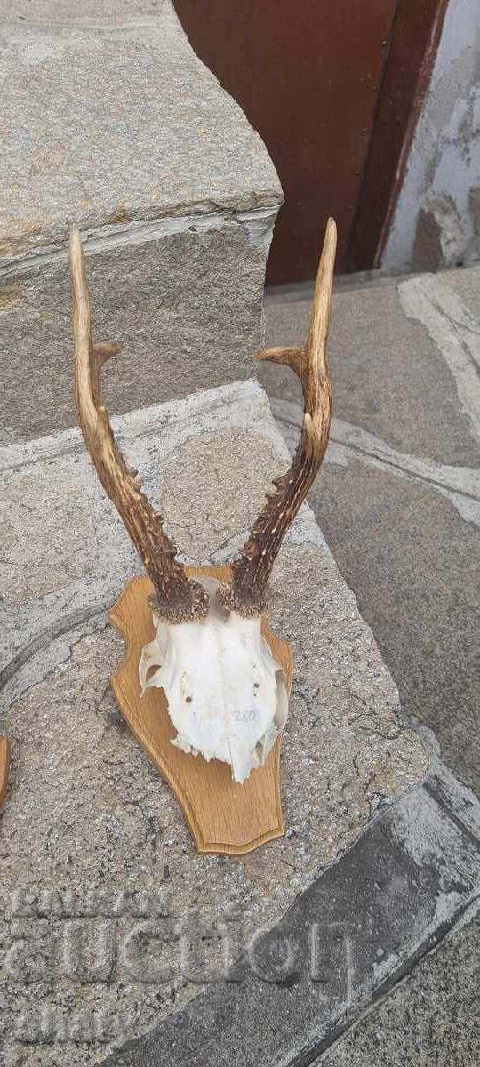 Τρόπαιο από σαρδανάκ - 6