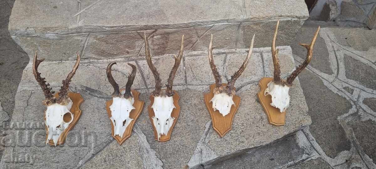 Τρόπαιο από σαρδανάκ