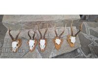 Trofeu de cerb-roșu