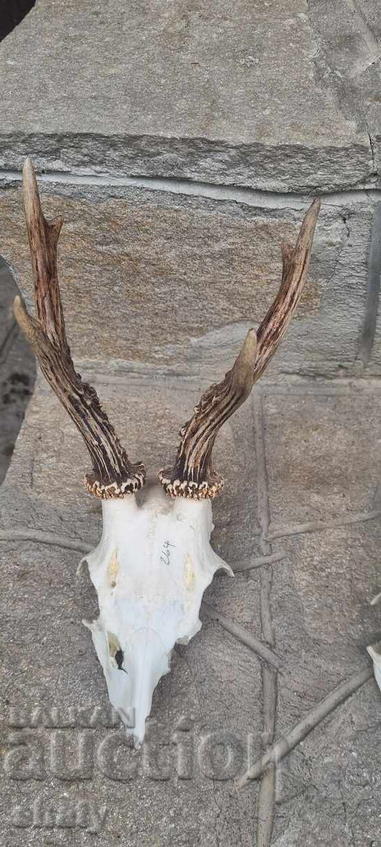 Трофей от съръндак с цена 55.00 лв. | € 28.12