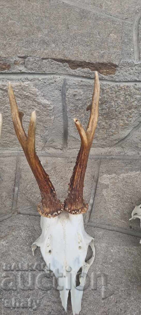 Аукцион Трофей от съръндак