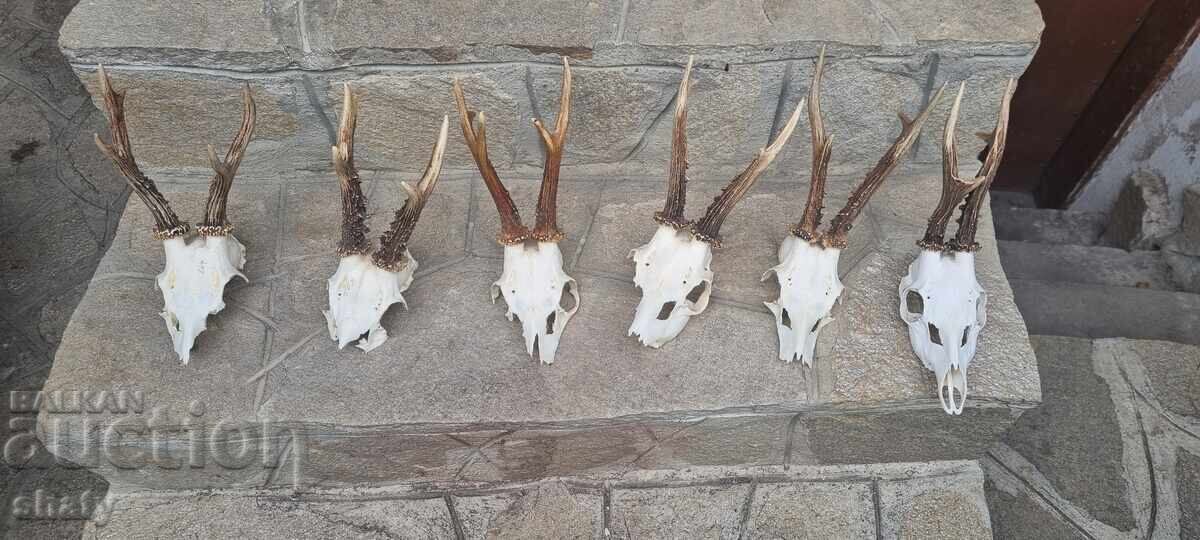 Трофей от съръндак