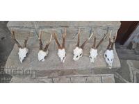 Trofeu de cerb-roșu