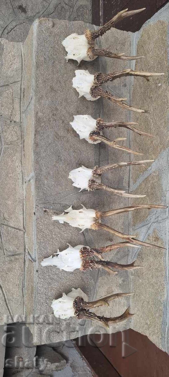 Trophy from a Saryndak with price 55.00 BGN | € 28.12