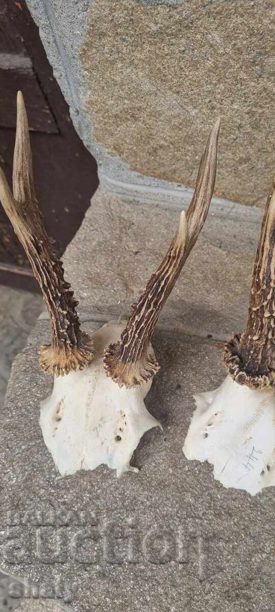 Auction  Trophy from a Saryndak