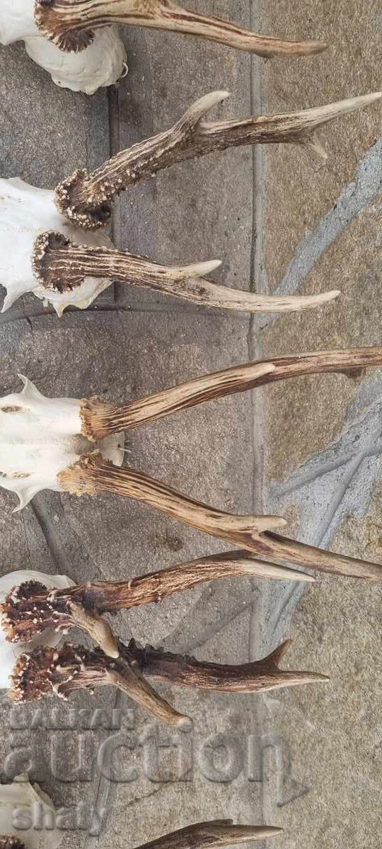 Trophy from a Saryndak - 5