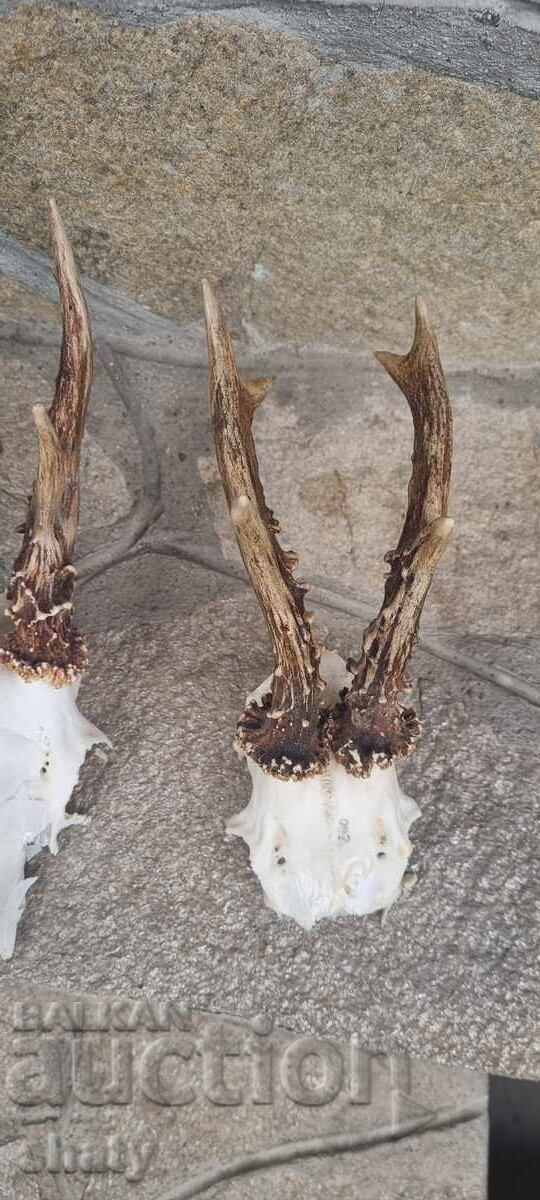 Trophy from a Saryndak - 6