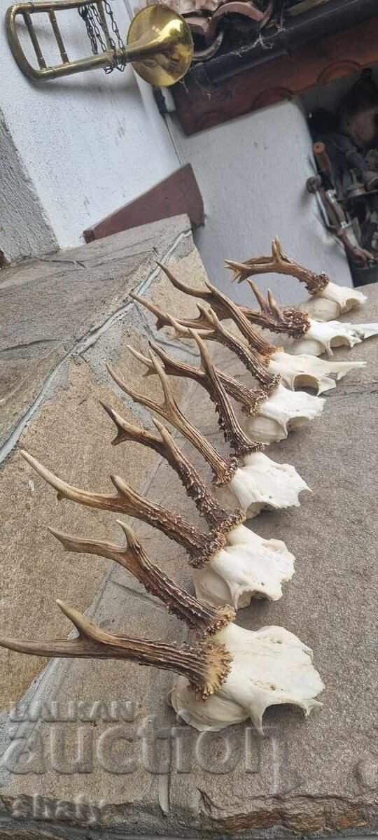 Trophy from a Saryndak