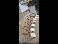 Trofeu de cerb-roșu