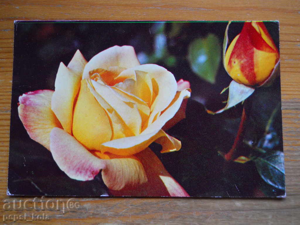 Felicitare - felicitare - URSS - 1976 Felicitare - felicitare - URSS - 1976