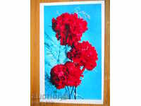 Greeting card - congratulatory card - USSR - 1976