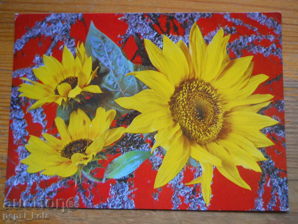 Greeting card - congratulations - Poland