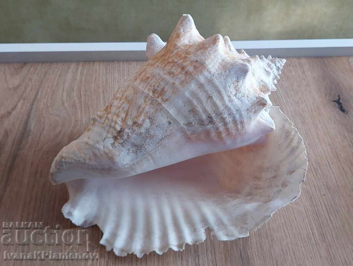 Chiuvetă mare pentru colecționari cu preț 60.00 BGN | € 30.68 Chiuvetă mare pentru colecționari cu preț 60.00 BGN | € 30.68