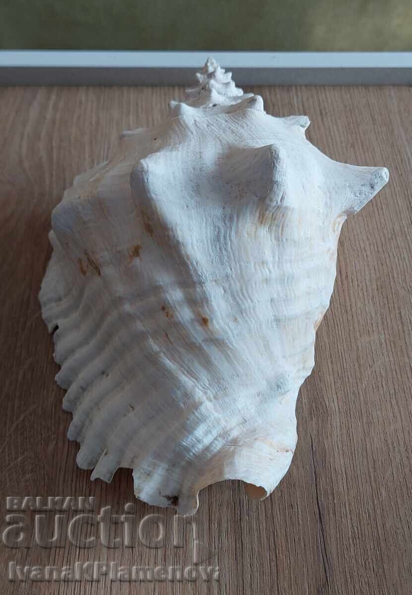 Livrarea Chiuvetă mare pentru colecționari Livrarea Chiuvetă mare pentru colecționari