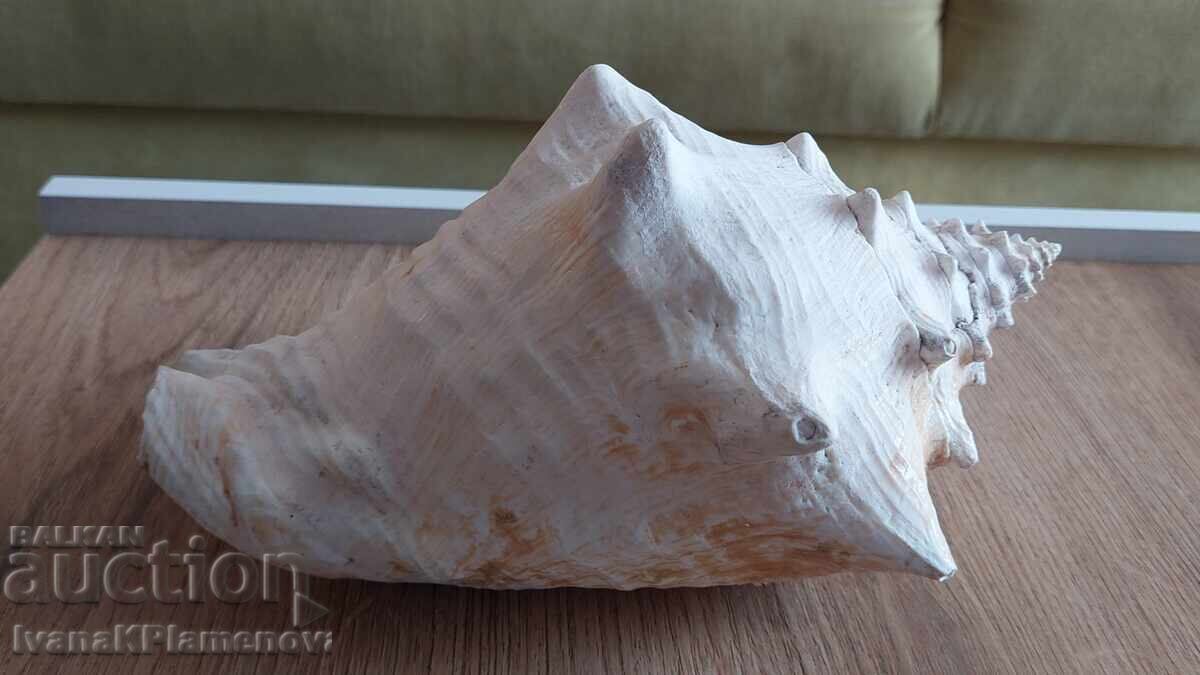 Chiuvetă mare pentru colecționari - 5 Chiuvetă mare pentru colecționari - 5