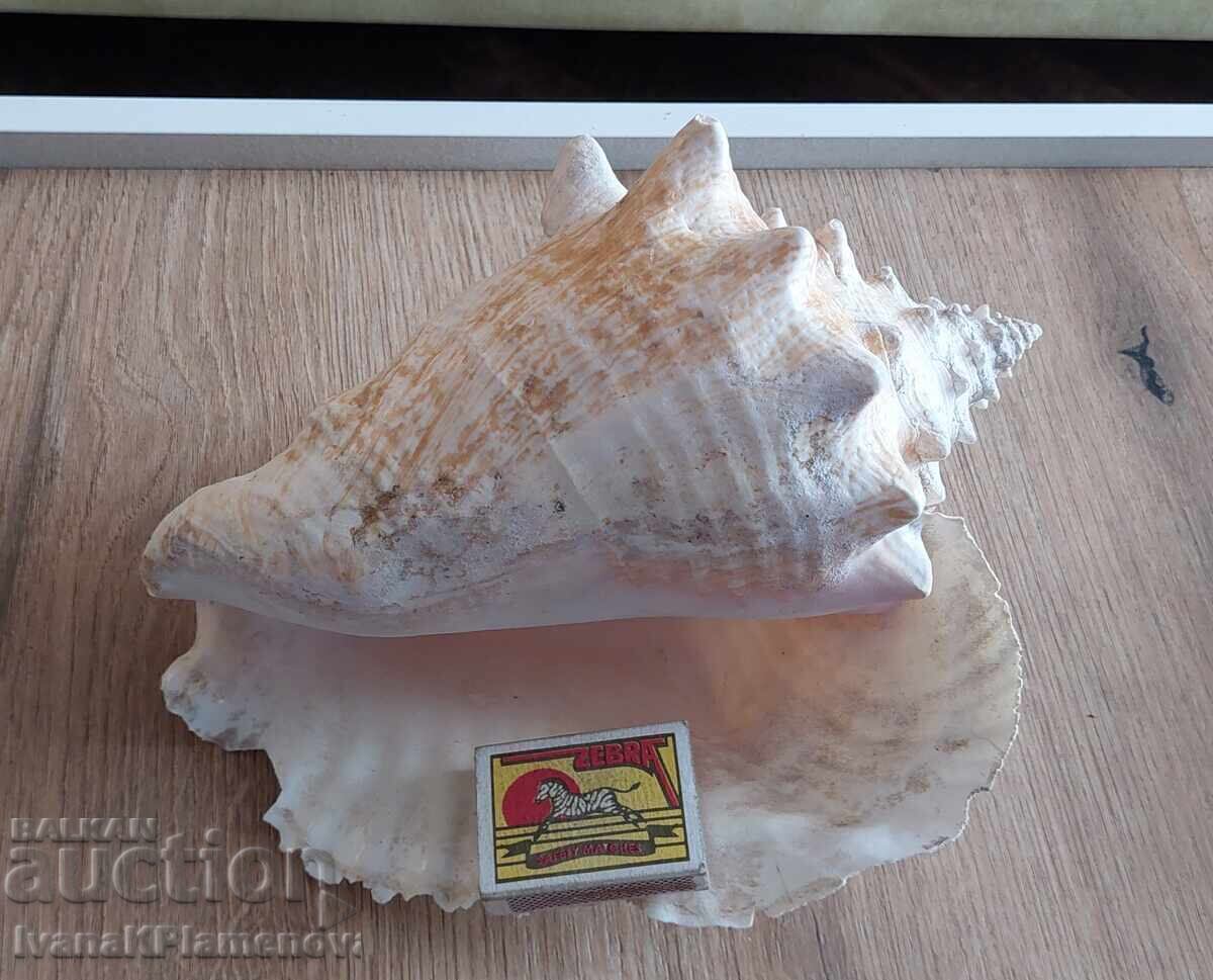 Chiuvetă mare pentru colecționari - 6