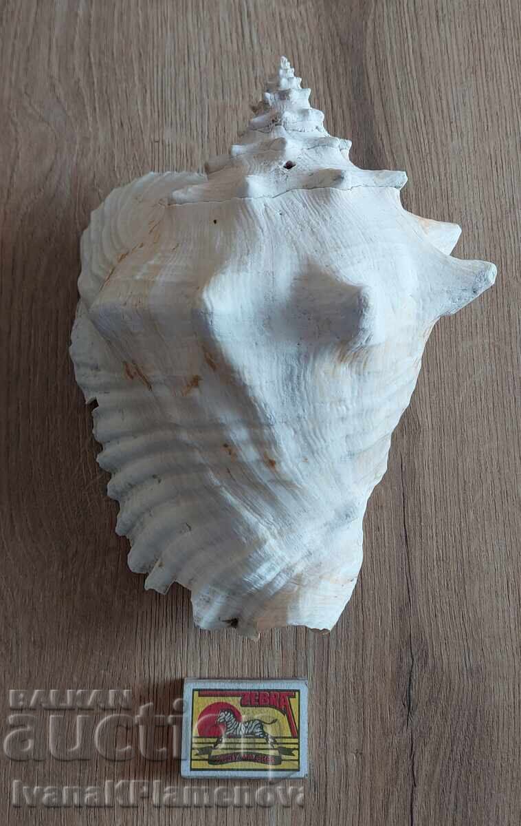 Chiuvetă mare pentru colecționari - 7 Chiuvetă mare pentru colecționari - 7