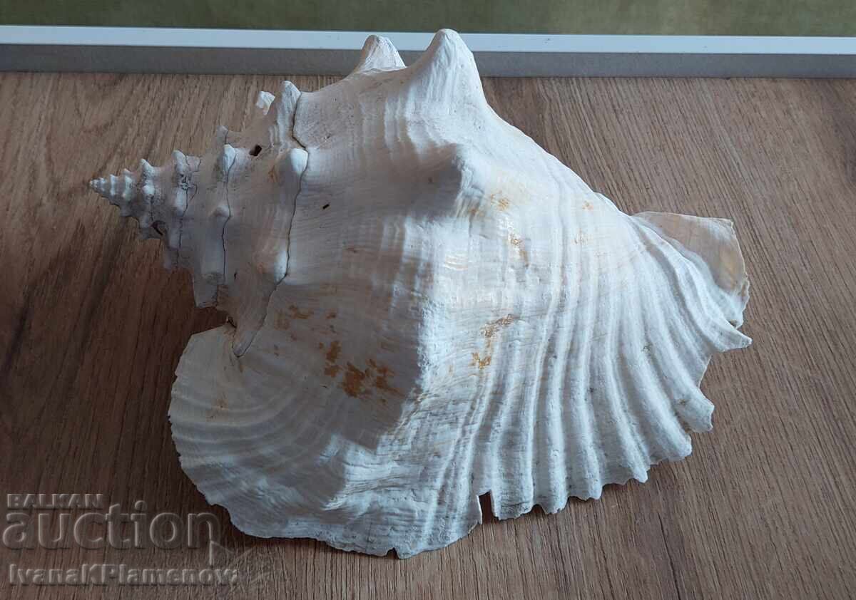 Chiuvetă mare pentru colecționari Chiuvetă mare pentru colecționari