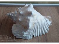 Chiuvetă mare pentru colecționari