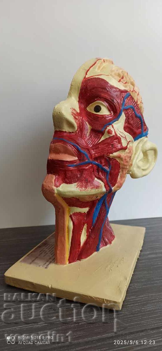 Old educational model cutaway of a human head, model from the socialist era with price 250.00 BGN | € 127.82