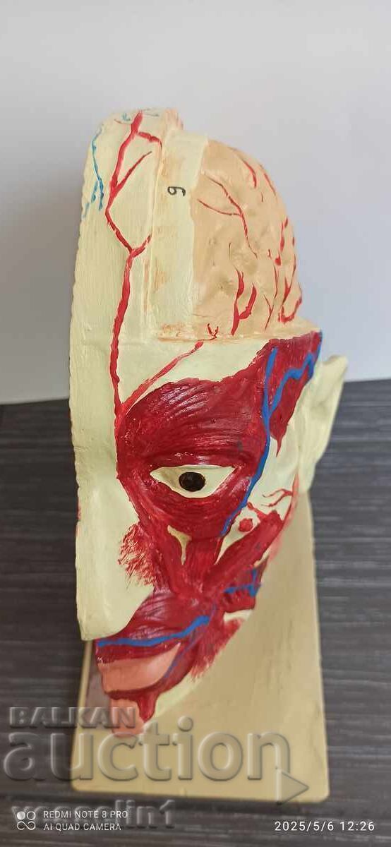 Auction  Old educational model cutaway of a human head, model from the socialist era