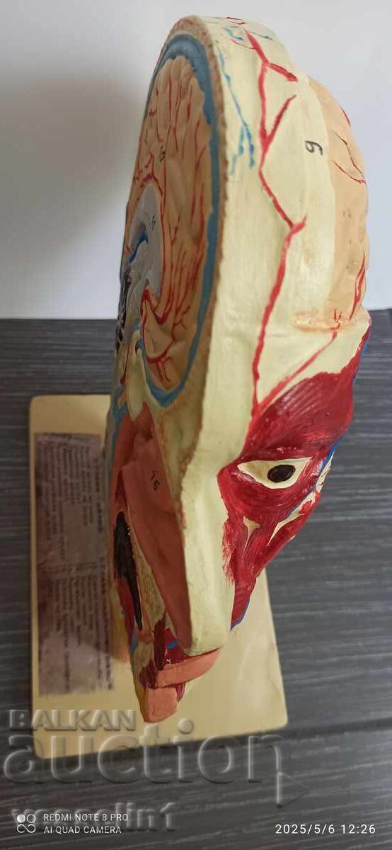 Delivery of Old educational model cutaway of a human head, model from the socialist era