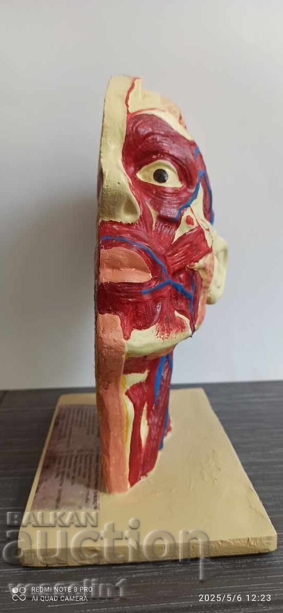 Old educational model cutaway of a human head, model from the socialist era - 5
