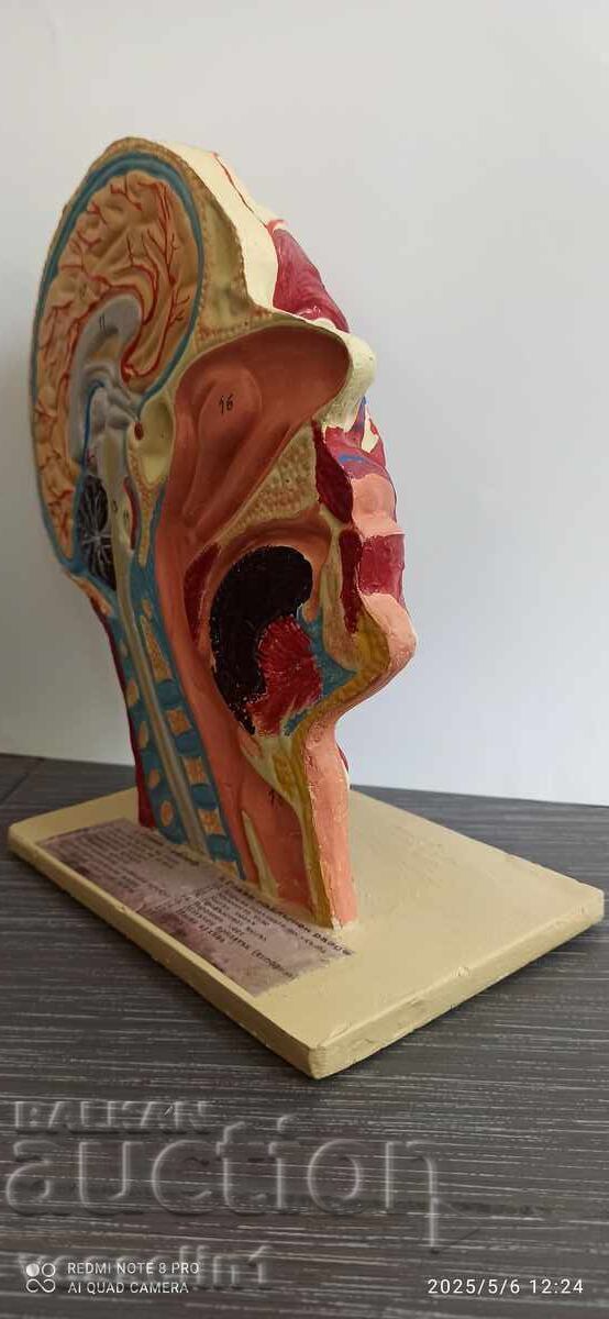 Old educational model cutaway of a human head, model from the socialist era - 6