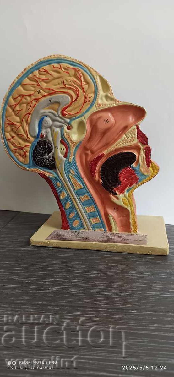 Old educational model cutaway of a human head, model from the socialist era - 7