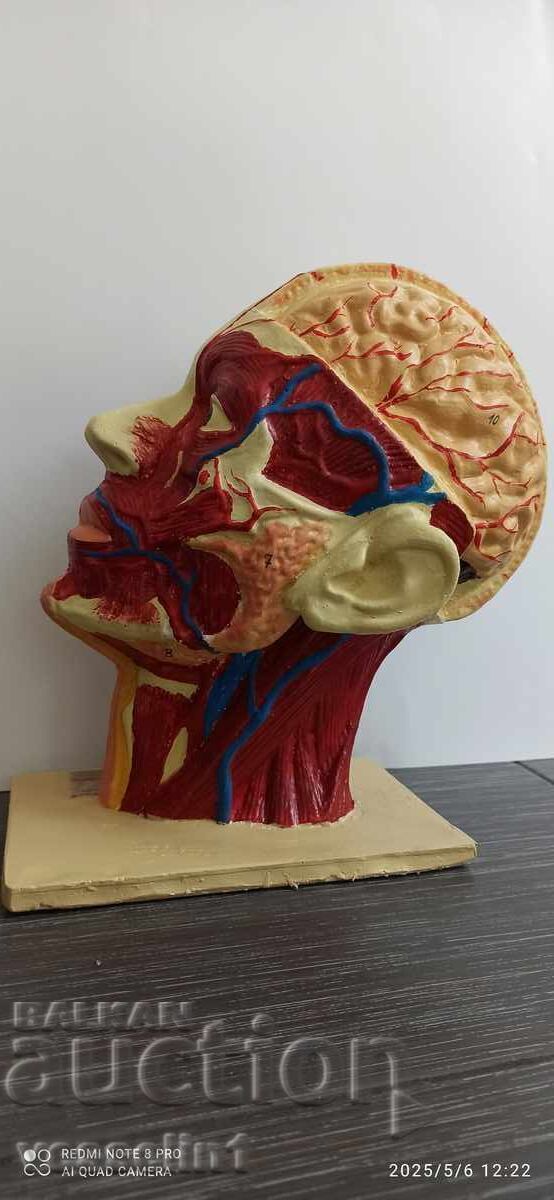 Old educational model cutaway of a human head, model from the socialist era