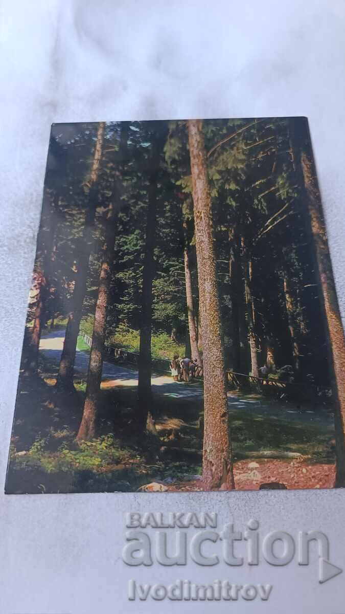 Ταχυδρομική κάρτα Μπόροβετς Θέα Ταχυδρομική κάρτα Μπόροβετς Θέα