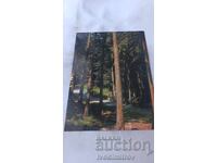 Ταχυδρομική κάρτα Μπόροβετς Θέα