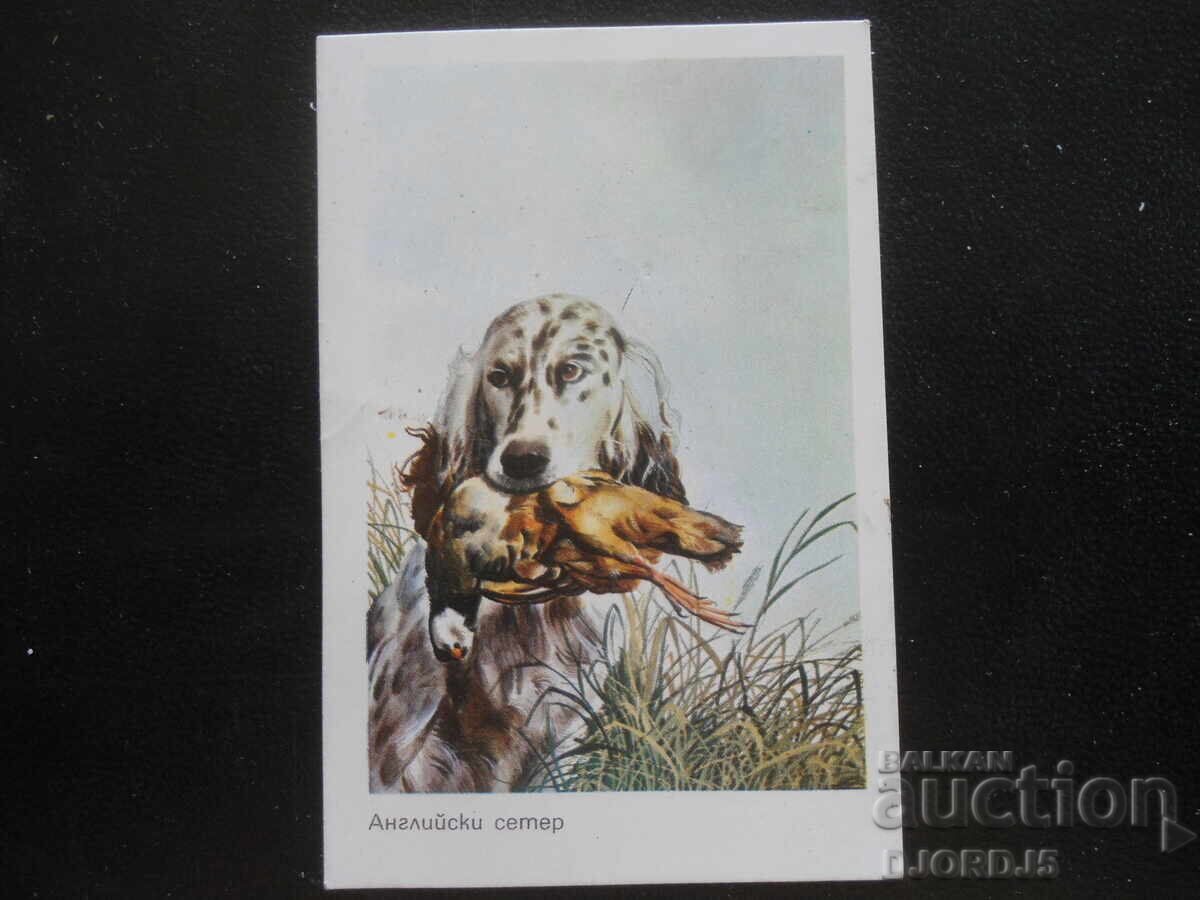 Old calendar, 1984, English Setter