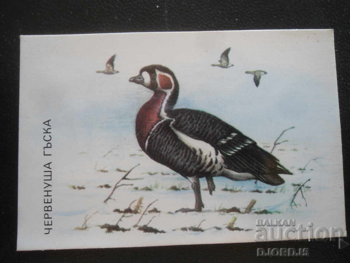 Calendar vechi, 1989, Gâscă roșie Calendar vechi, 1989, Gâscă roșie