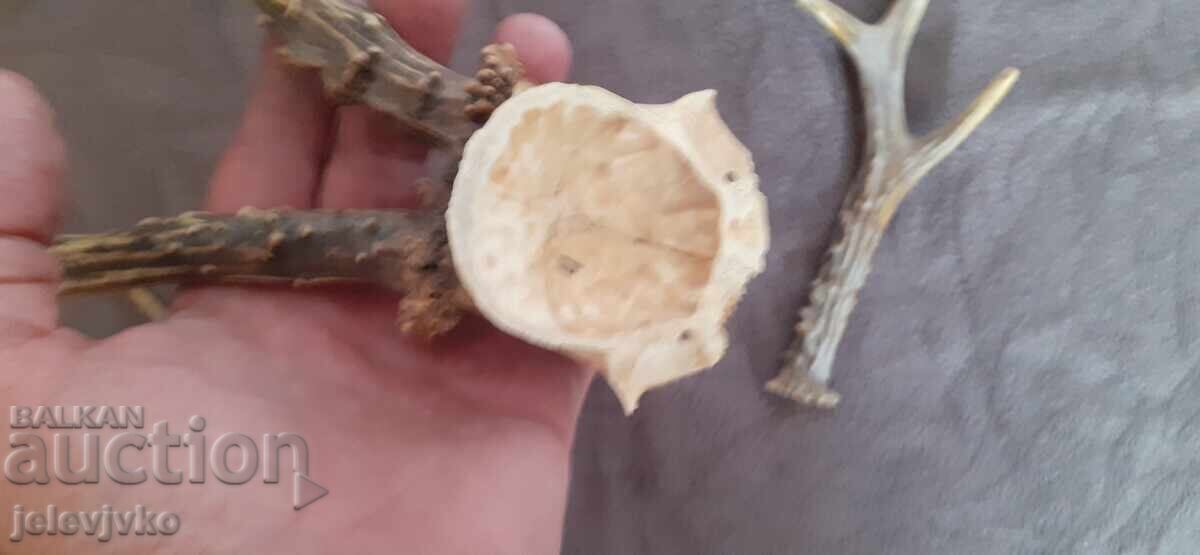 Рога от сръндак с цена 30.00 лв. | € 15.34