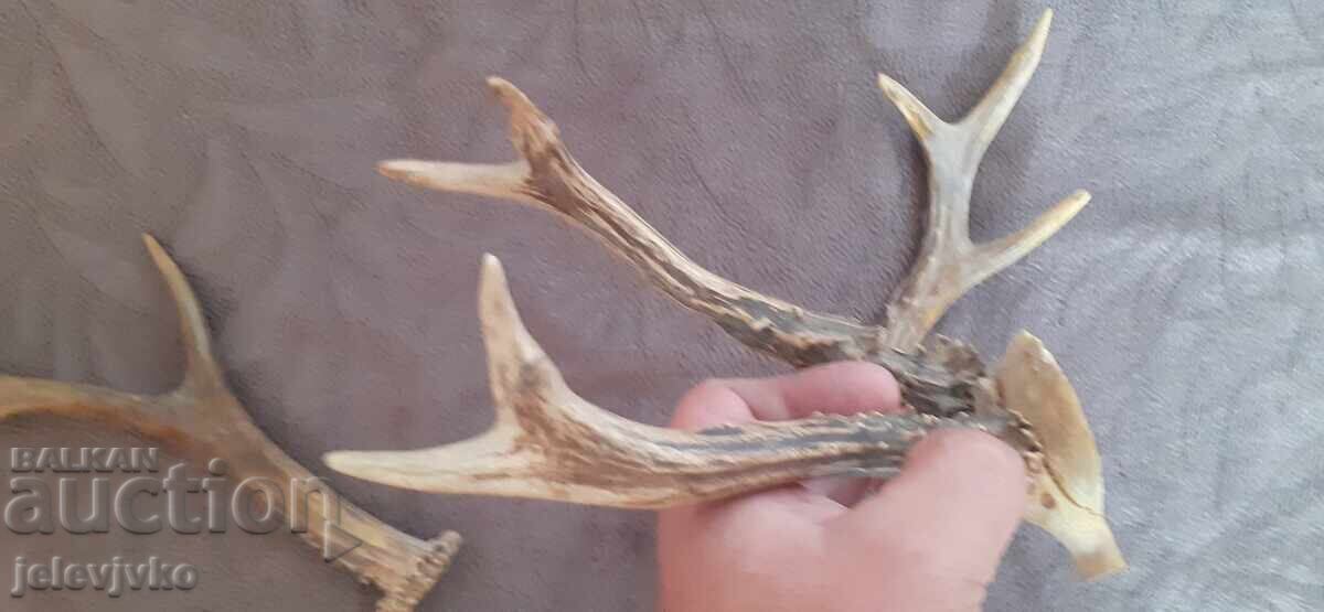 Аукцион Рога от сръндак