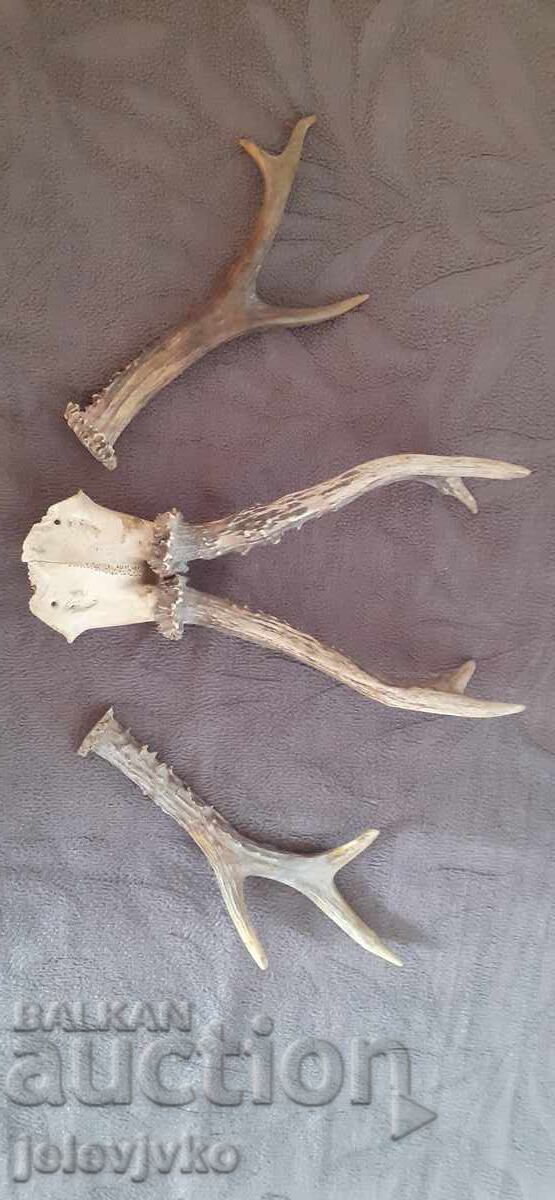 Рога от сръндак