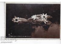 СТАРА ок1935 КАРТИЧКА СОЗОПОЛ ЦАРСКАТА РЕКА