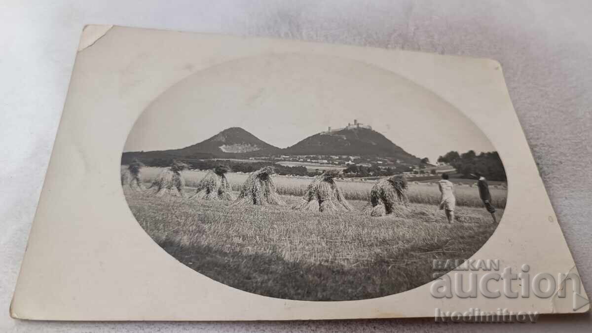 Φωτογραφία Σνούπι σε σιτοχώραφο 1932 Φωτογραφία Σνούπι σε σιτοχώραφο 1932