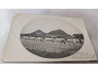 Φωτογραφία Σνούπι σε σιτοχώραφο 1932