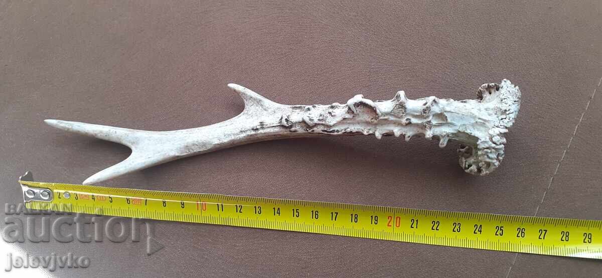 Κέρατο ζαρκάδι με τιμή 8.00 BGN | € 4.09