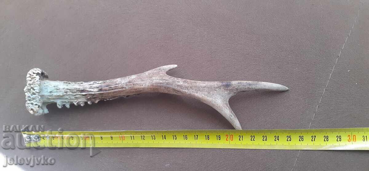 Κέρατο ζαρκάδι