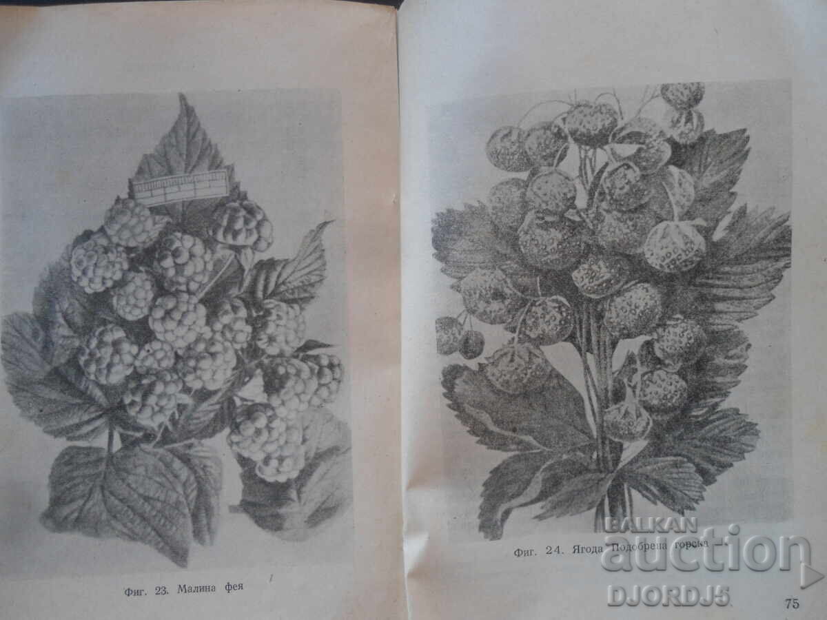 I.V. MICHURIN, Great Transformer of Nature - 5