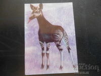 Παλιό βουλγαρικό ημερολόγιο, 1979, Οκαπί